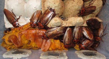 سرگرمی بسیارغیر معمول پسر 20 ساله + عکس