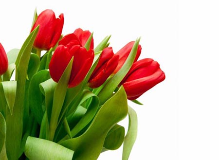 گالری زیباترین گل های طبیعت