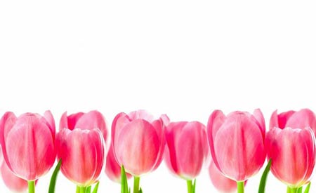 گالری زیباترین گل های طبیعت