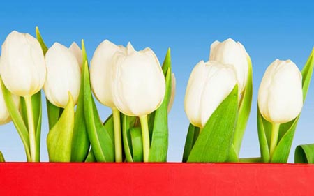 گالری زیباترین گل های طبیعت