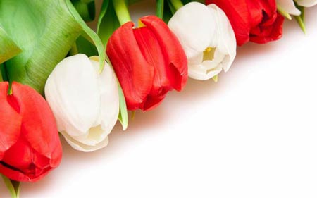 گالری زیباترین گل های طبیعت
