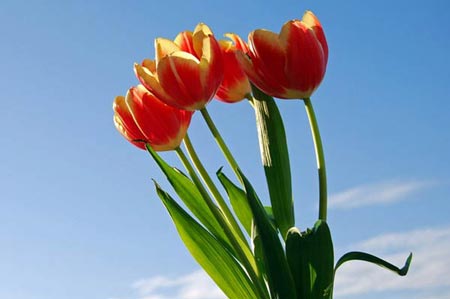 گالری زیباترین گل های طبیعت