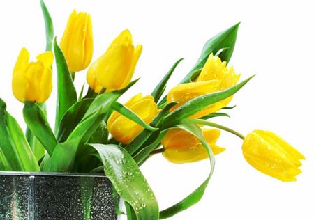 گالری زیباترین گل های طبیعت