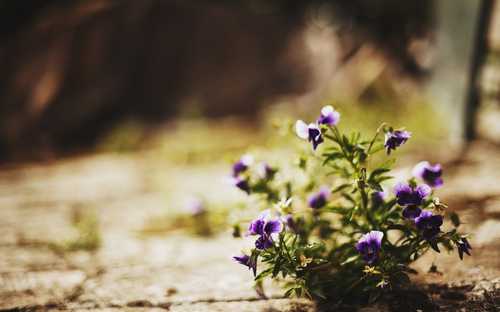 عکس هایی از گل های رنگارنگ طبیعت