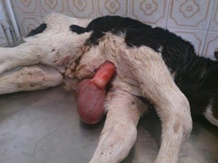 تولد عجیب گوساله ای با قلب بیرون از بدن! عکس
