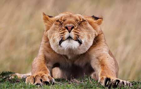 عکس های دیدنی و عجیب از دنیای حیوانات