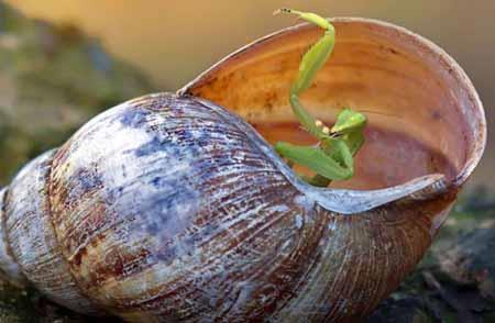 عکس های دیدنی و عجیب از دنیای حیوانات