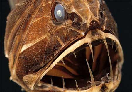 وحشتناک ترین هیولاهای دریایی + تصاویر
