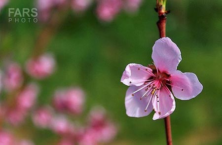 طبیعت بکر و دیدنی دماوند