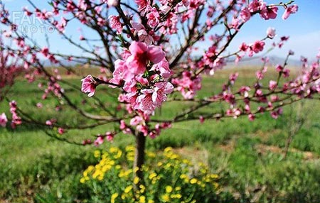 طبیعت بکر و دیدنی دماوند