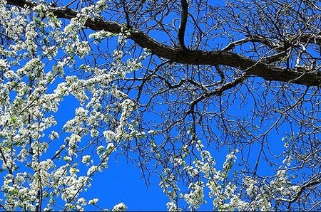 طبیعت بکر و دیدنی دماوند
