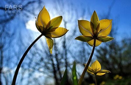 طبیعت بکر و دیدنی دماوند