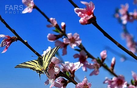 طبیعت بکر و دیدنی دماوند