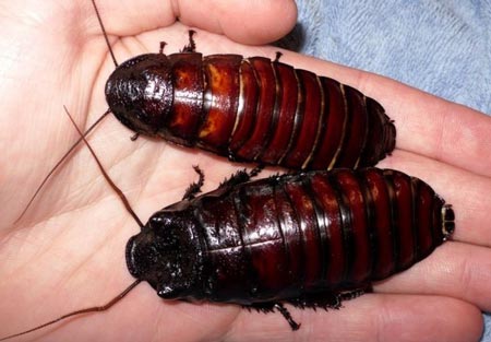 سرگرمی بسیارغیر معمول پسر 20 ساله + عکس