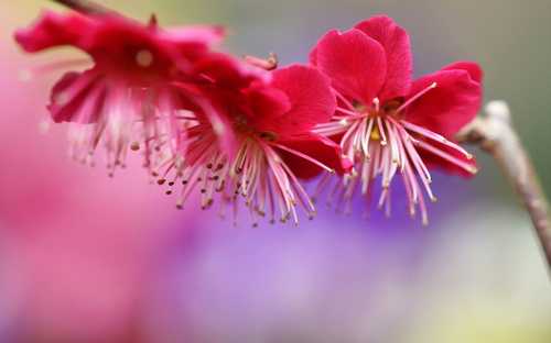 عکس هایی از گل های رنگارنگ طبیعت