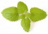 معرفی گیاهی برای رفع استرس و ایجاد آرامش