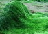 جلبک اسپیرولینا ، معدن طلای غذایی