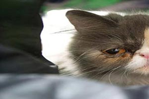 چهره غمگین این گربه جهانی شد! + عکس