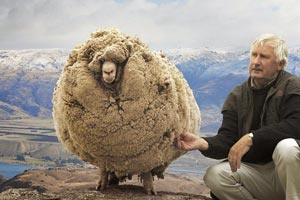 شهرت جهانی گوسفندی که 6 سال در غار مخفی شده بود! + تصاویر
