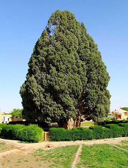 عمر 4500 ساله این موجود زنده ی زیبا در ایران + عکس