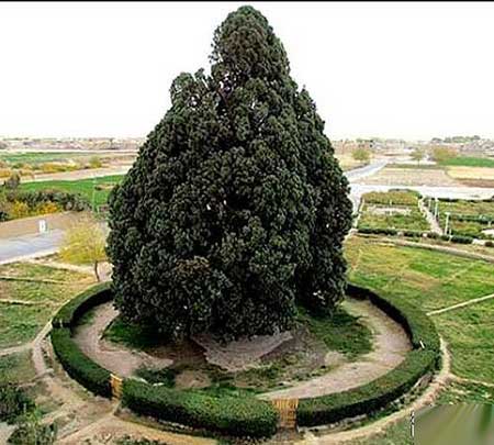 عمر 4500 ساله این موجود زنده ی زیبا در ایران + عکس