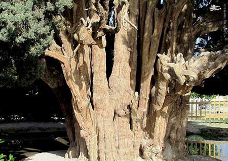 عمر 4500 ساله این موجود زنده ی زیبا در ایران + عکس