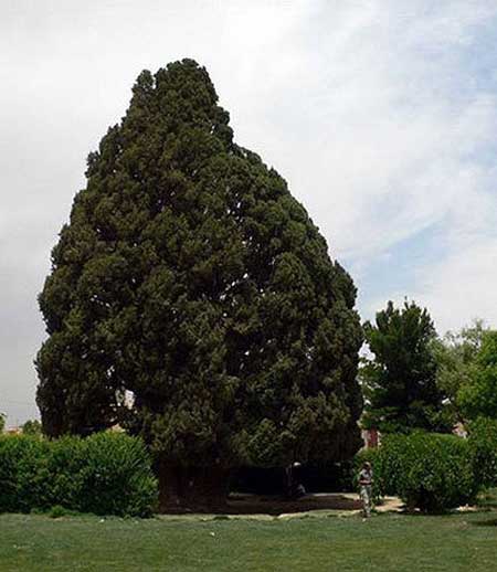عمر 4500 ساله این موجود زنده ی زیبا در ایران + عکس