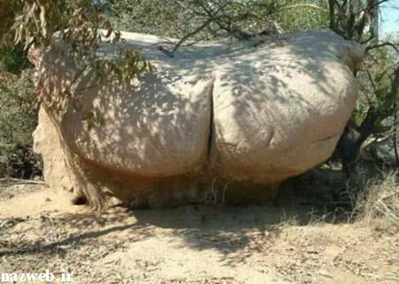 عکس های دیدنی میل جنسی طبیعت!