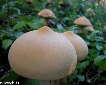 عکس های دیدنی میل جنسی طبیعت!