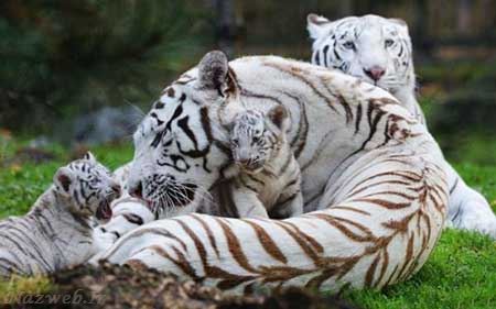 عکس های بسیار دیدنی و جذاب روز سری 53