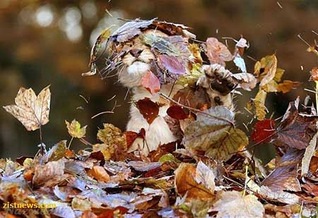 عکس های بسیار دیدنی و جذاب روز سری 53