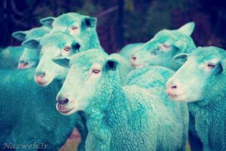 هجوم عکاسان برای عکاسی از گوسفندان رنگین کمانی! تصاویر