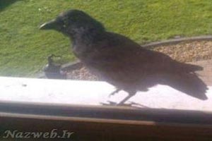 کلاغ مزاحمی که یک صفحه از فیسبوک را به خود اختصاص داد! + عکس