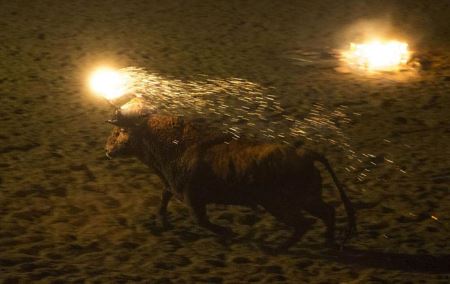 ١٦+ جنجال آتش زدن گاوها در فستیوال اسپانیا + تصاویر 