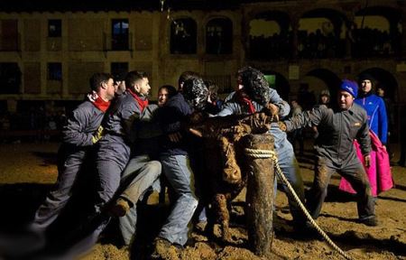 ١٦+ جنجال آتش زدن گاوها در فستیوال اسپانیا + تصاویر 