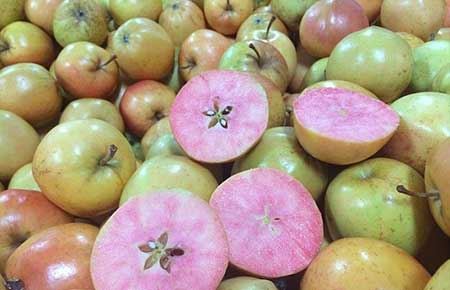 عجیب ترین سیب های دنیا را ببینید