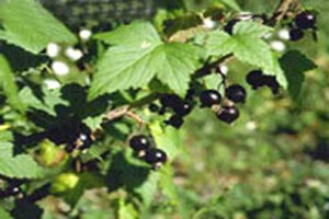 میوه ای که باعث خداشناسی می شود!!