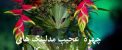 عکس های دیدنی و خواندنی جذاب روز (58)