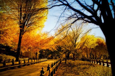 دیدنی خواندنی های جالب سنترال پارک (تصاویر)