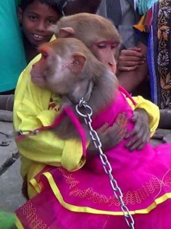 جشن باشکوه عروسی میمون ها! + عکس