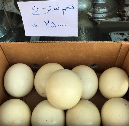 قیمت تخم شترمرغ (تصویری) 