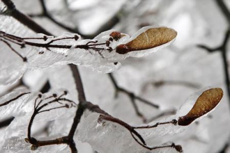گزارش تصویری از یخ زدن اروپا