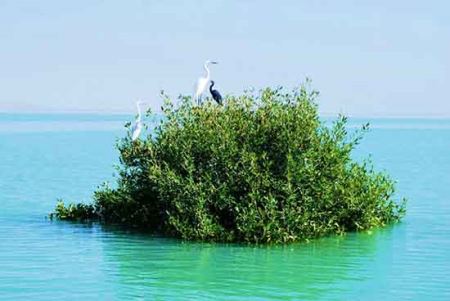 گردشی هیجان انگیز در جنگل حرا (تصاویر)