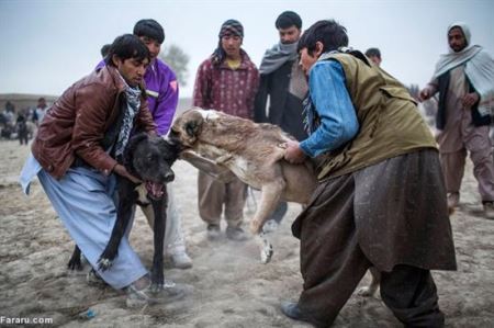 عکس های دلخراش از تفریح عجیب و خونین مردم کابل (16+)