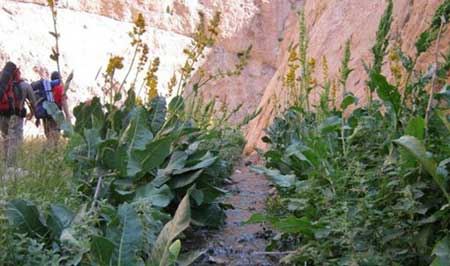 روستای لزور قطب های گردشگری و زیبای فیروزکوه (عکس)