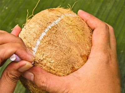 آموزش تصویری روش باز کردن نارگیل