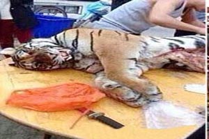 جنجال فروش و پخت آلت تناسلی ببرتوسط این مرد (عکس) جنجال فروش و پخت آلت تناسلی ببرتوسط این مرد (عکس)