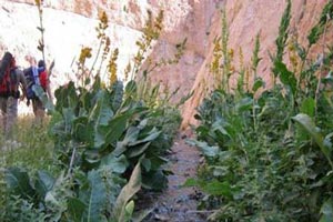 روستای لزور قطب های گردشگری و زیبای فیروزکوه (عکس)