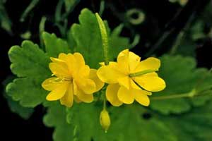 گیاه دارویی مامیران کبیرو خواص دارویی آن