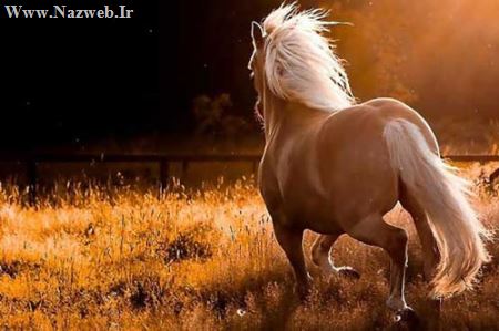 اسبی به قیمت 3 میلیارد تومان در ایران (تصاویر)